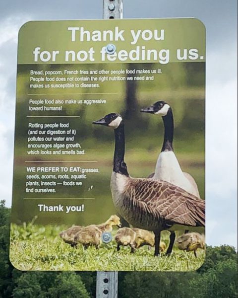 180814 Sign geese dont feed 1 480x600 - Branson's Canada Geese and waterfowl ask, "Please don't feed us!"