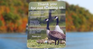 Please don't feed the geese - Lake Taneycomo in Branson MO Please don't feed the geese - Lake Taneycomo in Branson MO